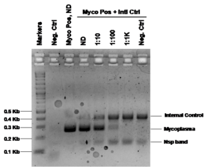 mycoplasma-detection-services