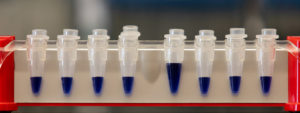 Cell line generation services