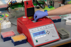 mycoplasma testing